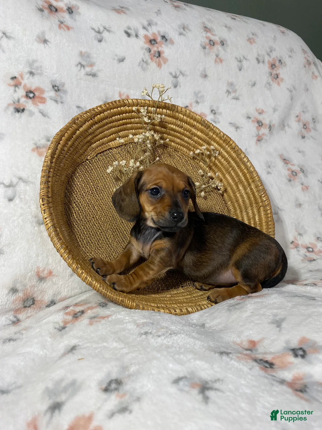 Miniature Dachshund dogs for sale: Miniature Dachshund Puppy 3 - Ad 20