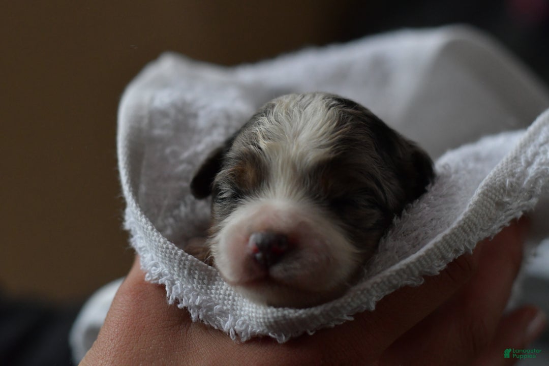 Mini Aussiedoodle dogs for sale: Cash - Ad 54