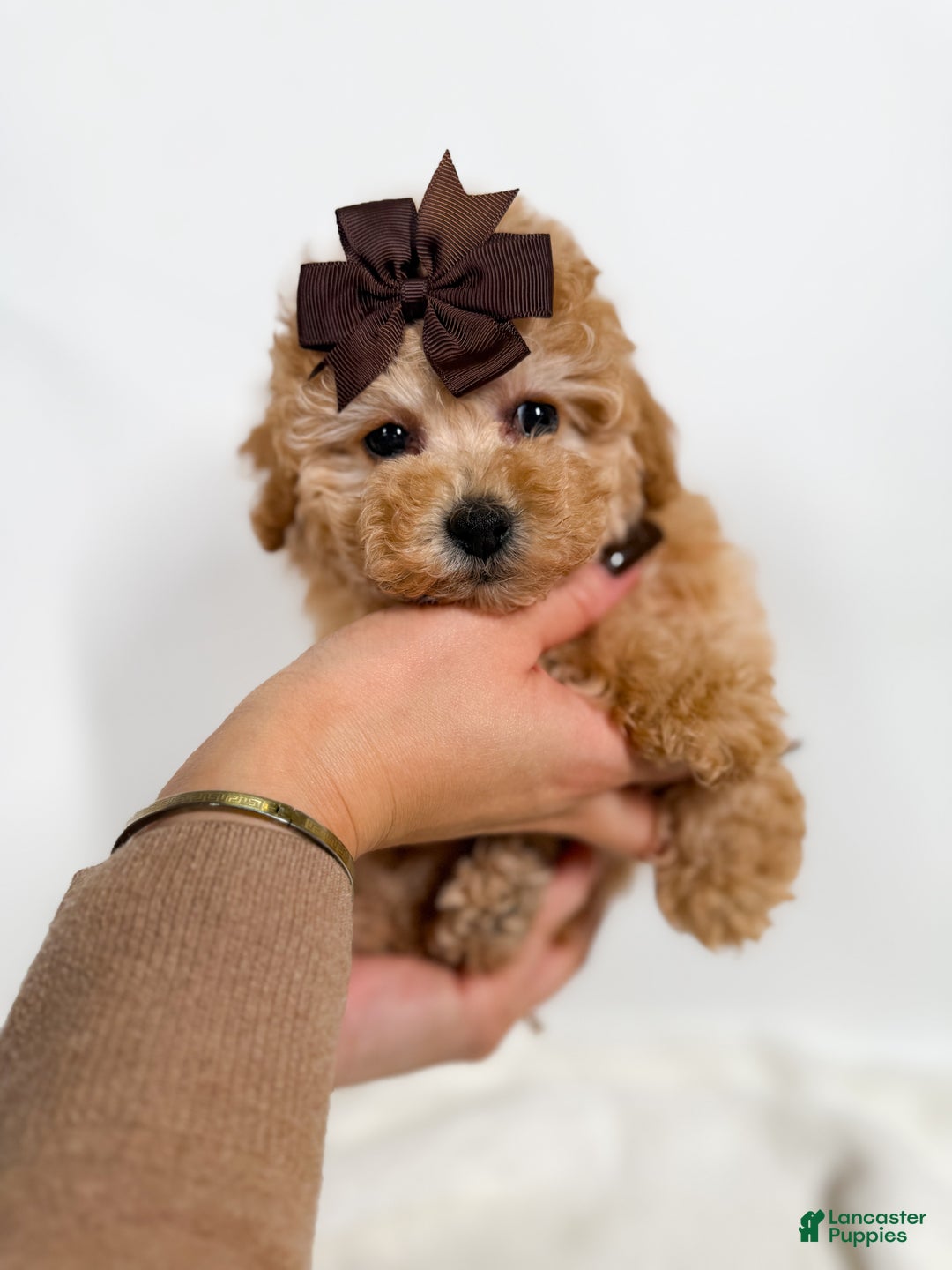 Toy Poodle dogs for sale: Teacup Ginger   - Ad 2