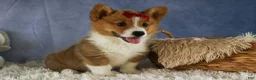 Welsh Corgi Pembroke dogs for sale: Legend  - Ad 12
