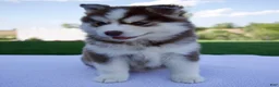 Pomsky dogs for sale: Sabrina - Ad 6