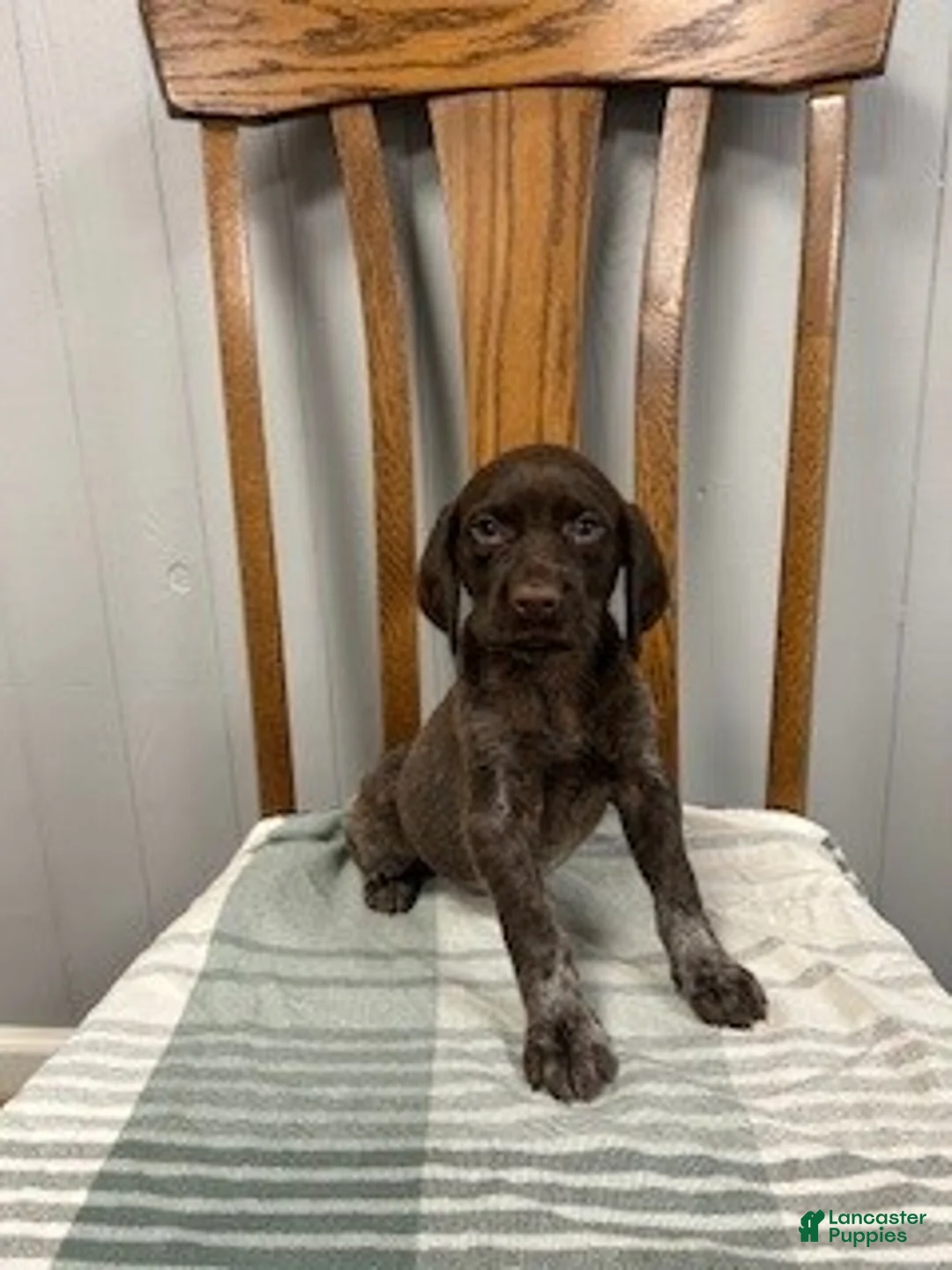 German Shorthaired Pointer dogs for sale: Nikki - Ad 2