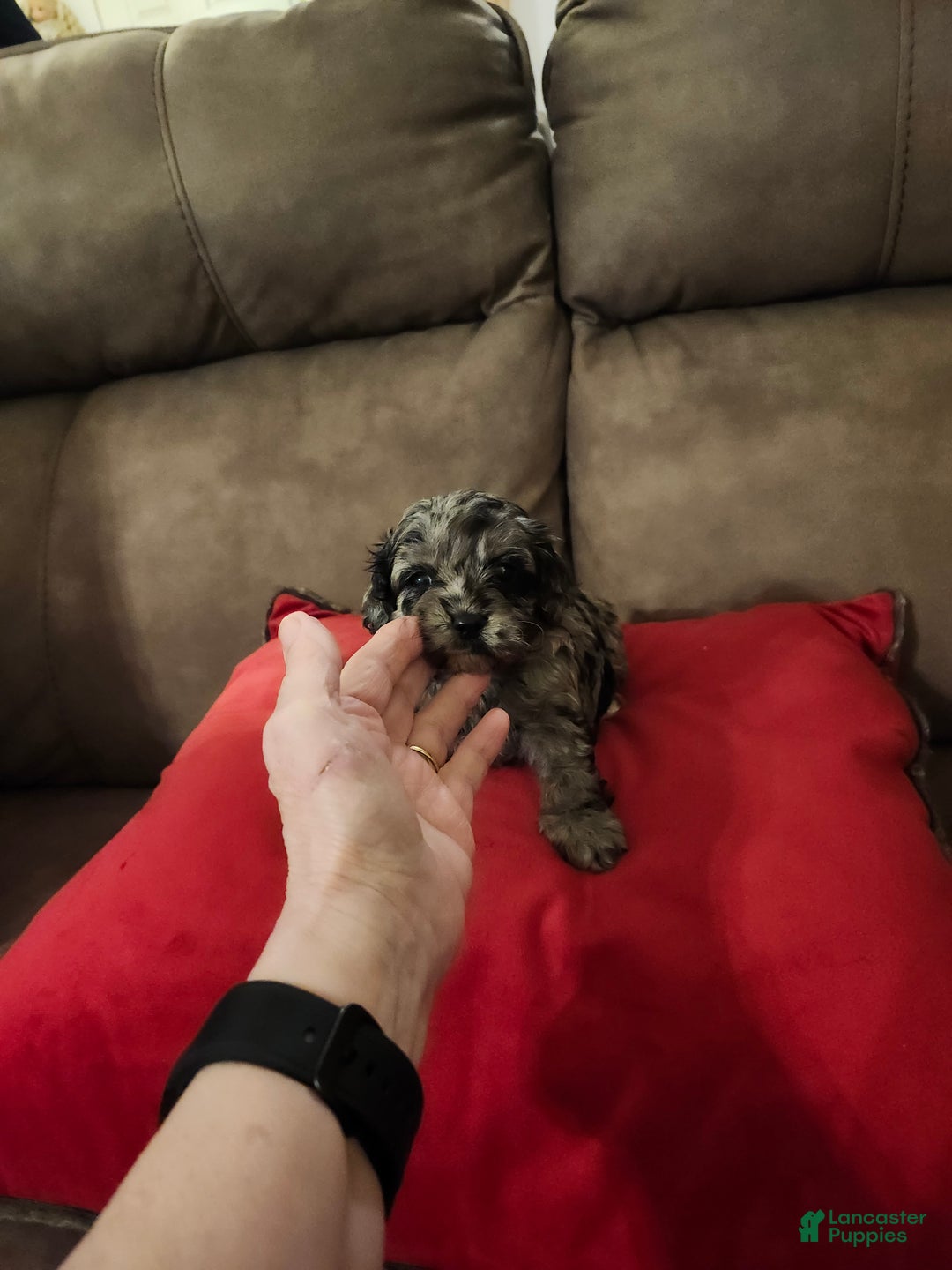 Mini Goldendoodle dogs for sale: Mini Goldendoodle Puppy 3 - Ad 8