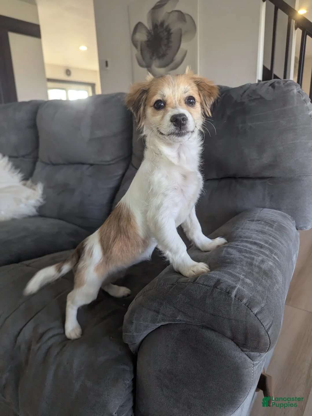 Havanese dogs for sale: Pebbles  - Ad 2