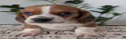 Mixed Breed dogs for sale: Jeb - Ad 10