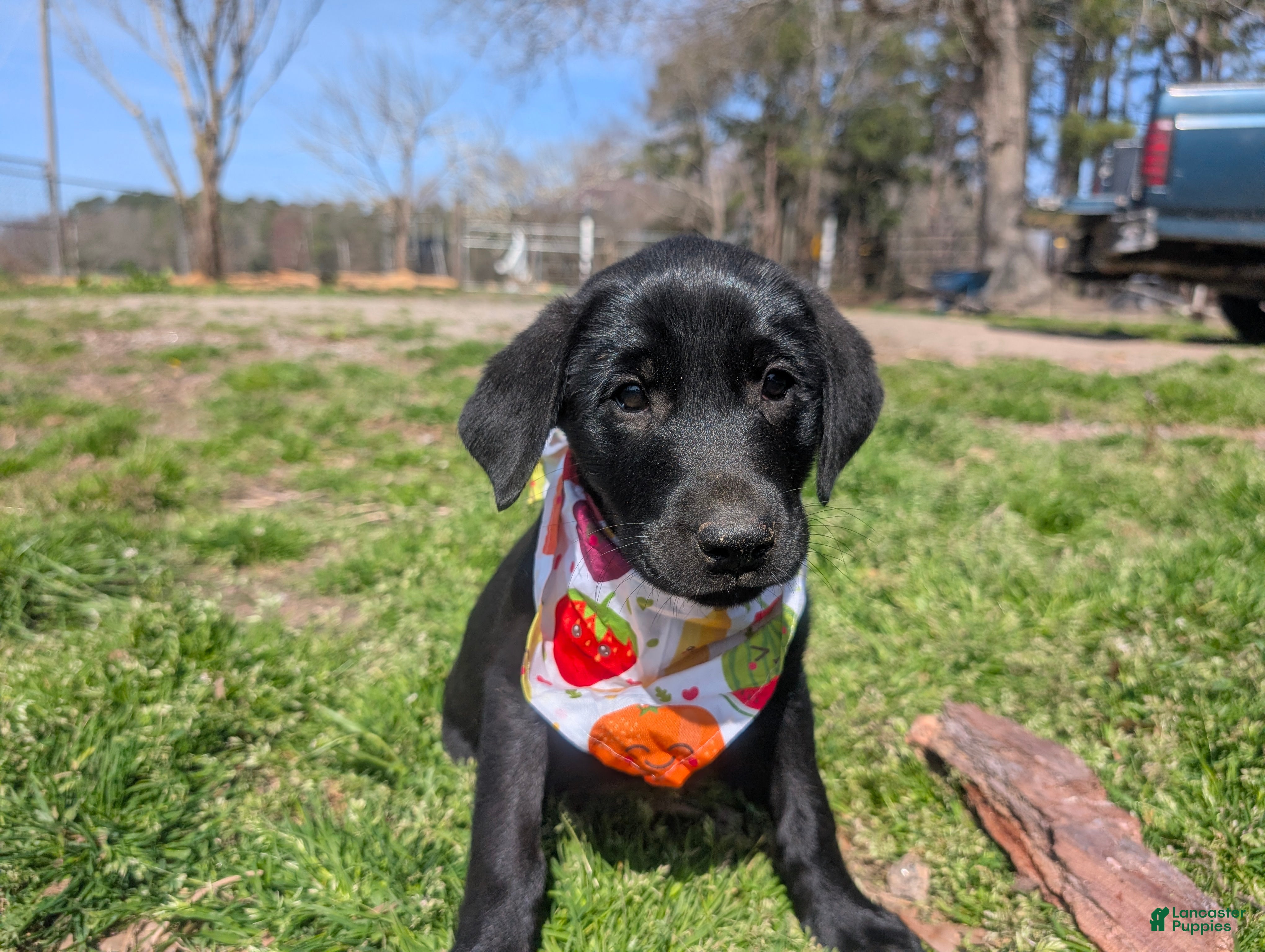 Labrador Retriever dogs Labrador Retriever Puppy 5 - Ad 24