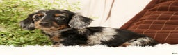 Miniature Dachshund dogs for sale: Milo - Ad 3
