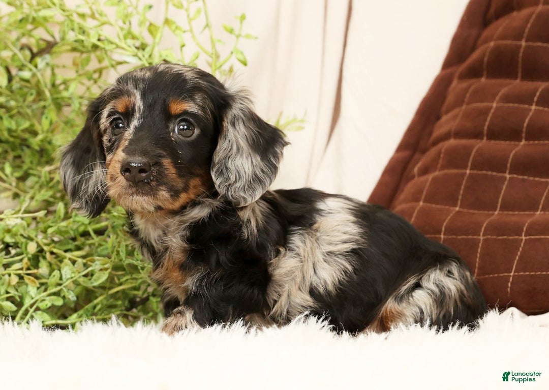 Miniature Dachshund dogs for sale: Milo - Ad 3