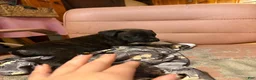 Mixed Breed dogs for sale: Mastidane/daniff pup3 - Ad 1
