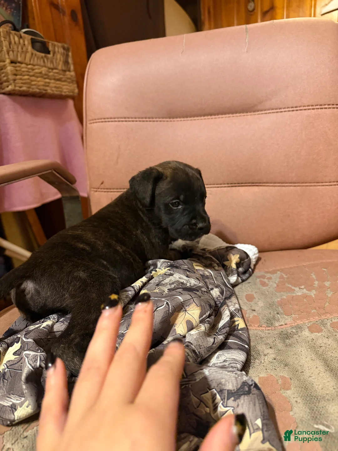 Mixed Breed dogs for sale: Mastidane/daniff pup3 - Ad 1