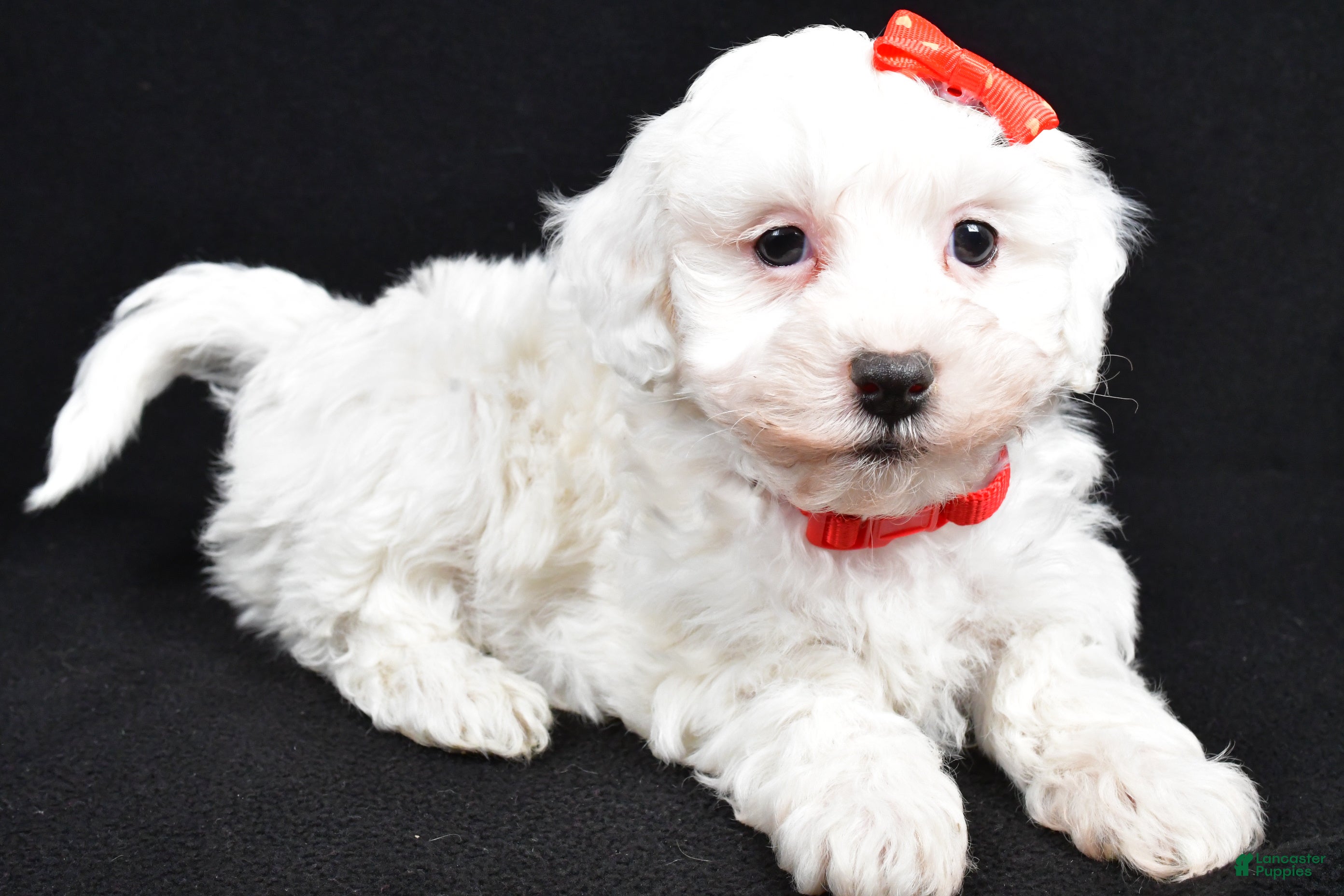 Maltipoo dogs Jasper - Ad 1