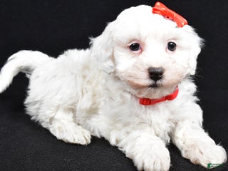 Maltipoo dogs Jasper - Ad 9