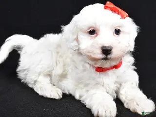 Maltipoo dogs Jasper - Ad 37