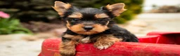 Yorkshire Terrier dogs for sale: Cheyenne - Ad 1