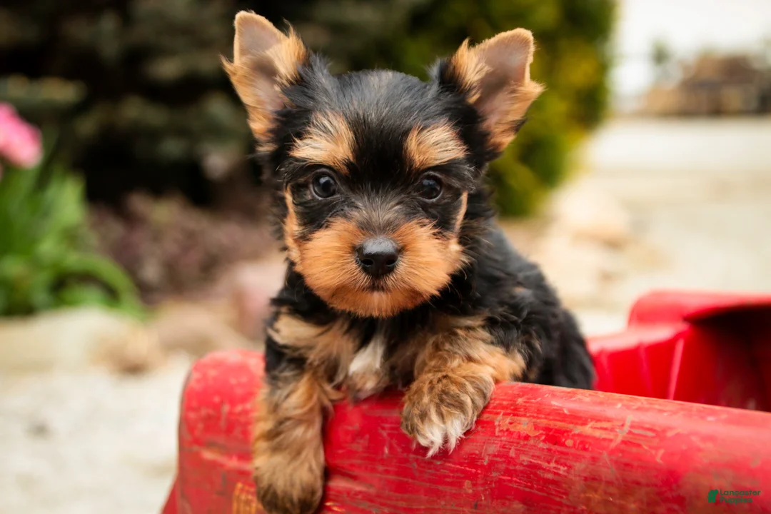 Yorkshire Terrier dogs for sale: Cheyenne - Ad 1