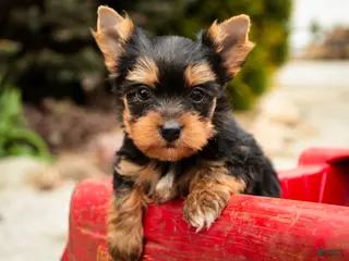 Yorkshire Terrier dogs for sale: Cheyenne - Ad 1