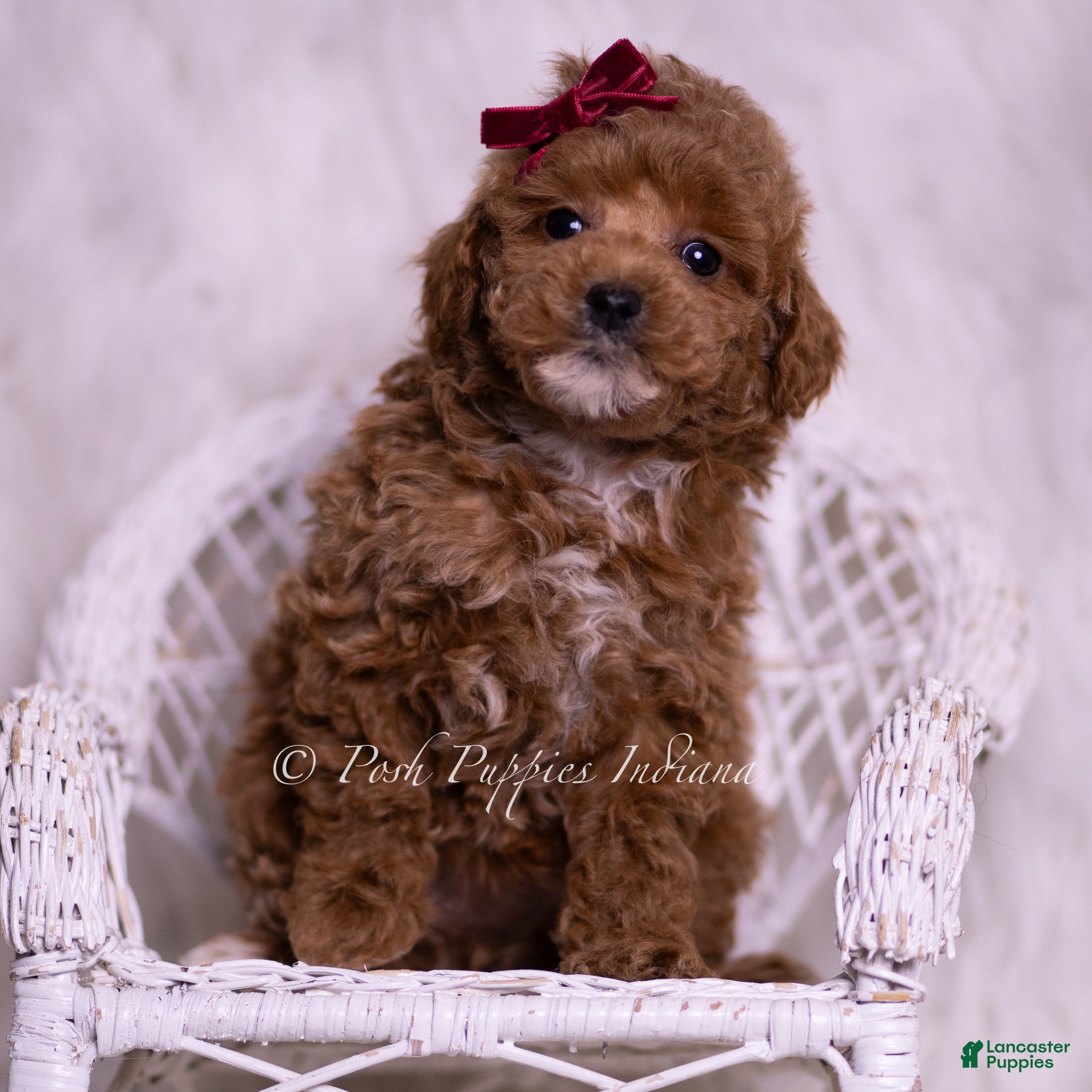 Toy Poodle dogs Fannie Mae - Ad 10