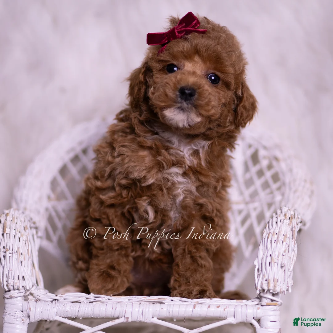Toy Poodle dogs for sale: Fannie Mae - Ad 1