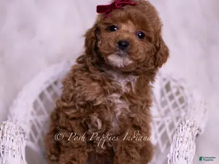 Toy Poodle dogs Fannie Mae - Ad 37