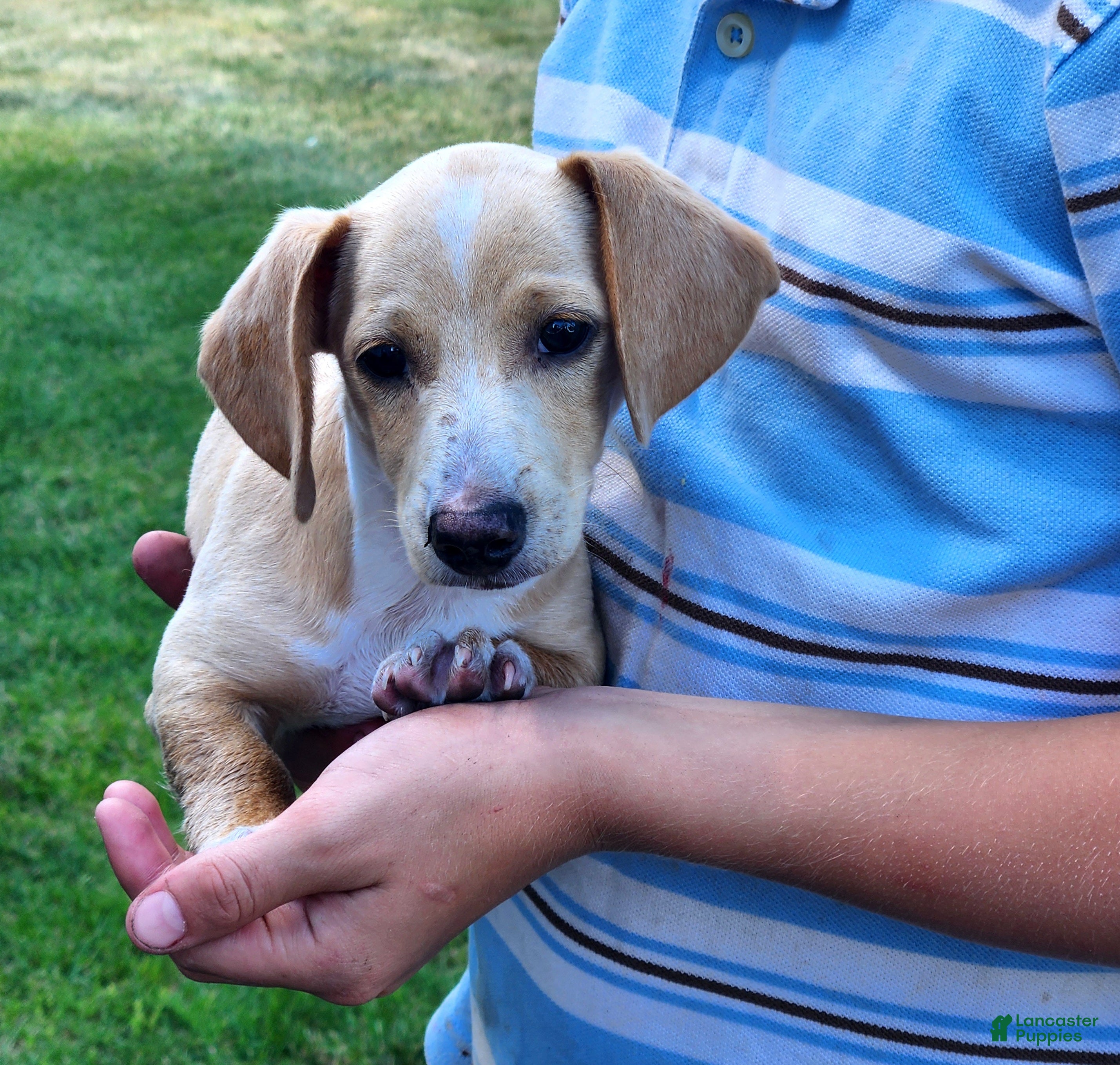 Miniature Dachshund dogs Ranger - Ad 1