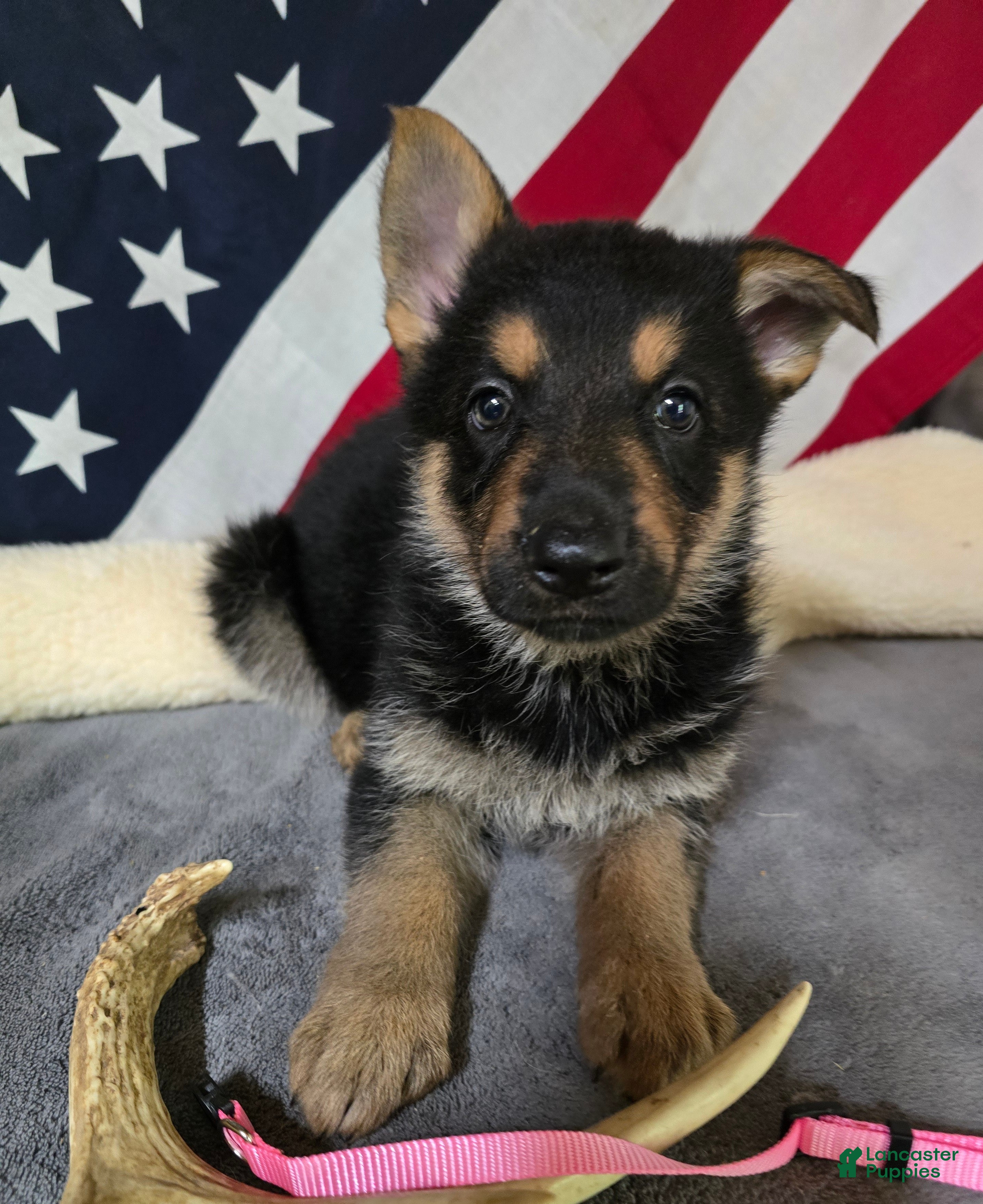 German Shepherd dogs German Shepherd Puppy Pink Collar - Ad 1