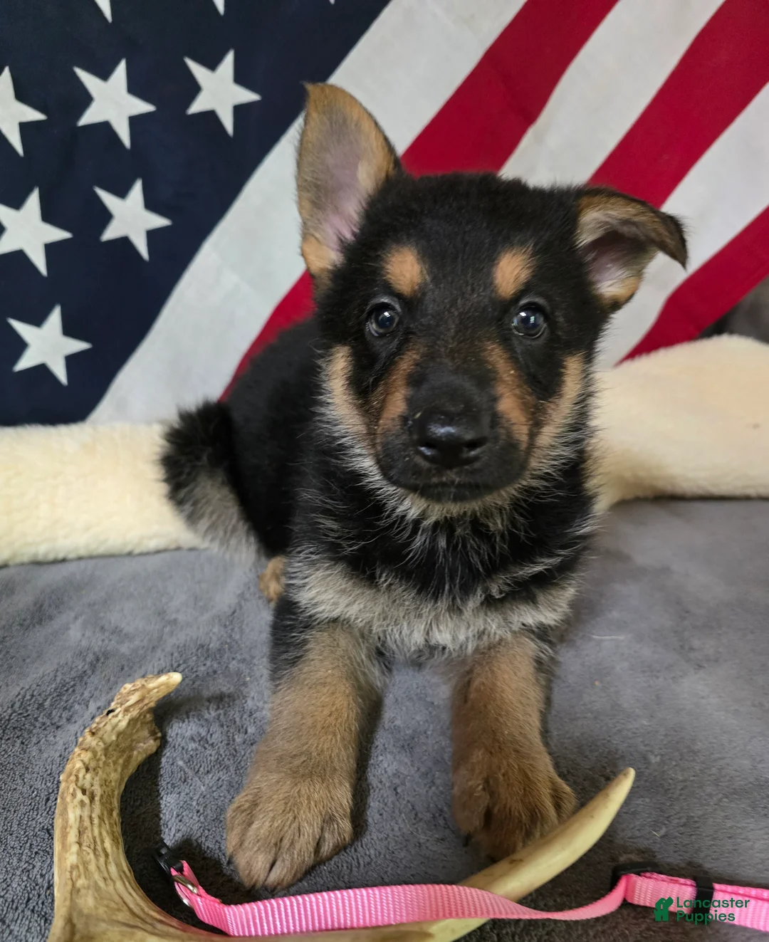 German Shepherd dogs for sale: German Shepherd Puppy Pink Collar - Ad 1