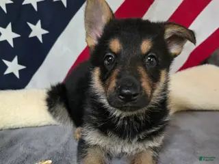 German Shepherd dogs for sale: German Shepherd Puppy Pink Collar - Ad 2
