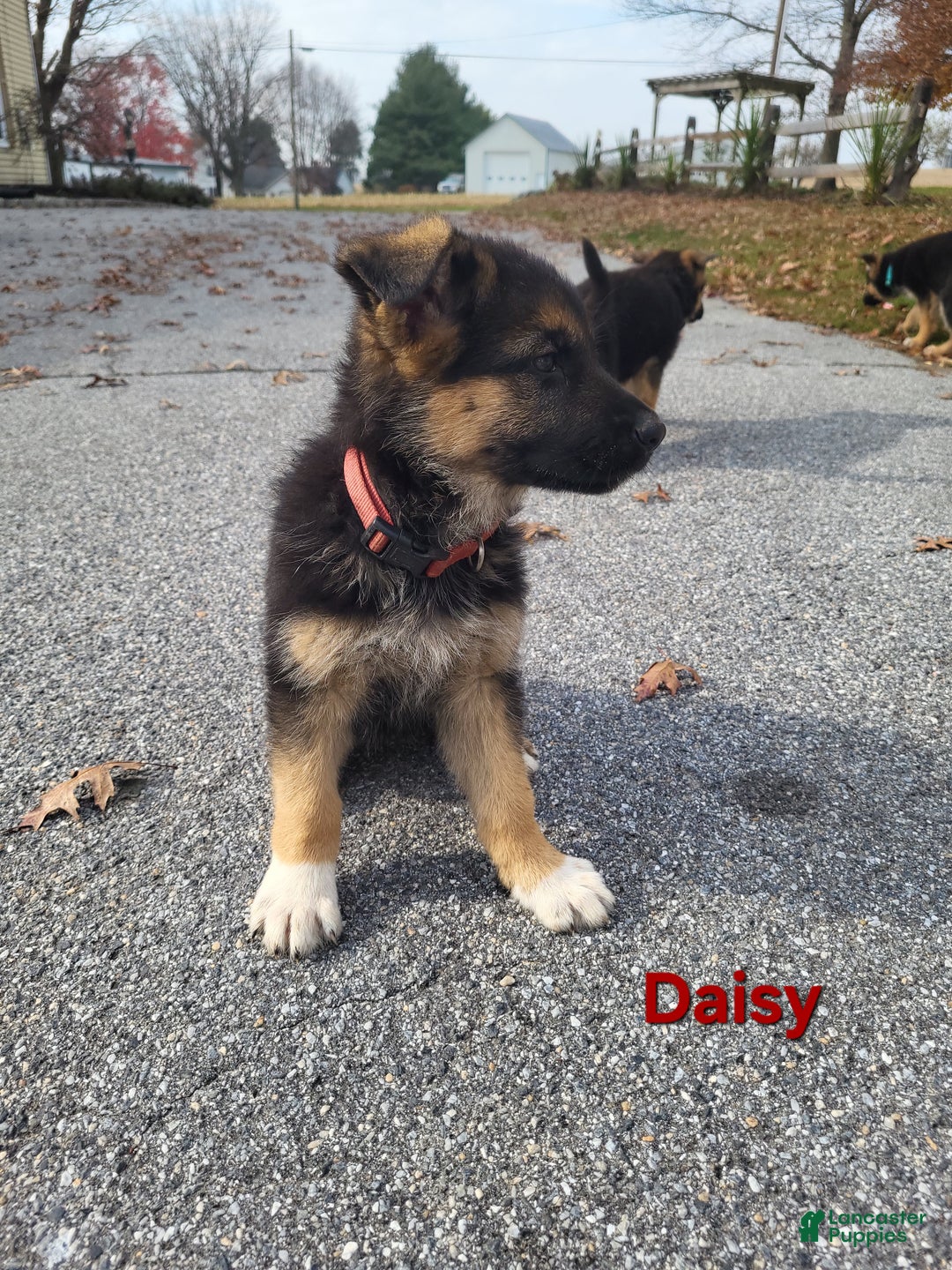German Shepherd dogs for sale: German Shepherd Puppy 8 - Ad 2