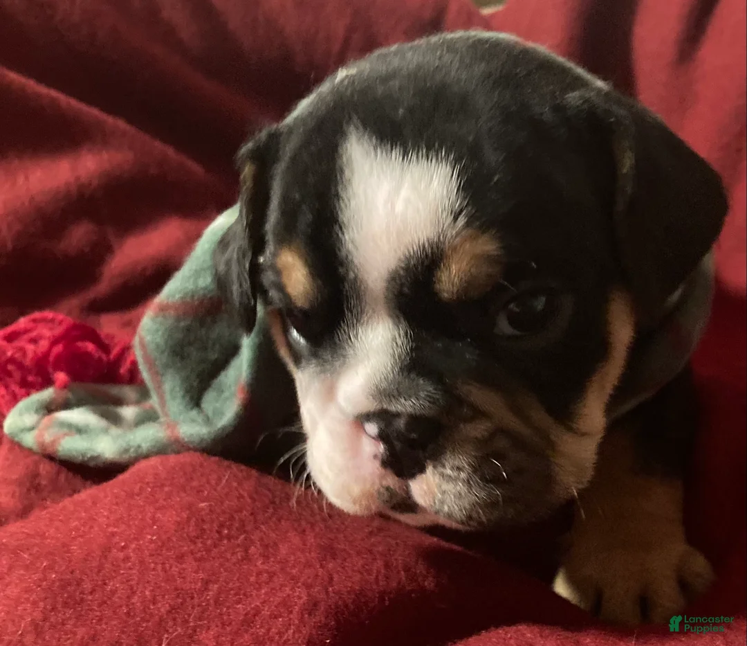 English Bulldog dogs for sale: Olaf - Ad 4