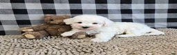 Bichon Frise dogs for sale: Bruce - Ad 4
