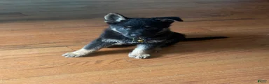 German Shepherd 1