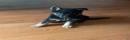 German Shepherd dogs for sale: German Shepherd 1 - Ad 1