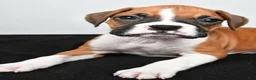 Boxer dogs for sale: Tina - Ad 2