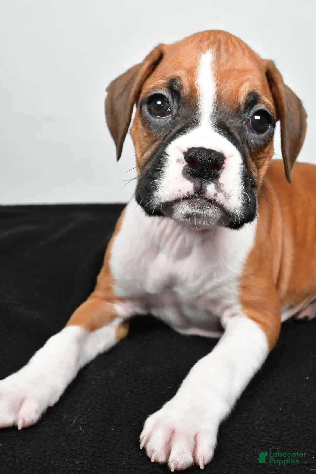 Boxer dogs for sale: Tina - Ad 2