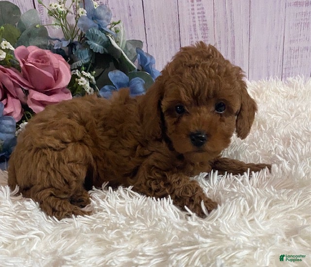 Toy Poodle dogs Parker - Ad 2