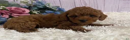 Toy Poodle dogs for sale: Parker - Ad 2