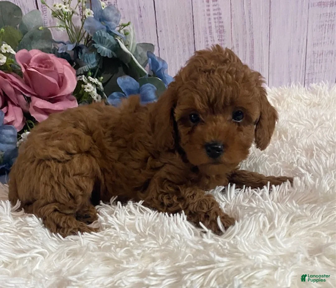 Toy Poodle dogs for sale: Parker - Ad 2
