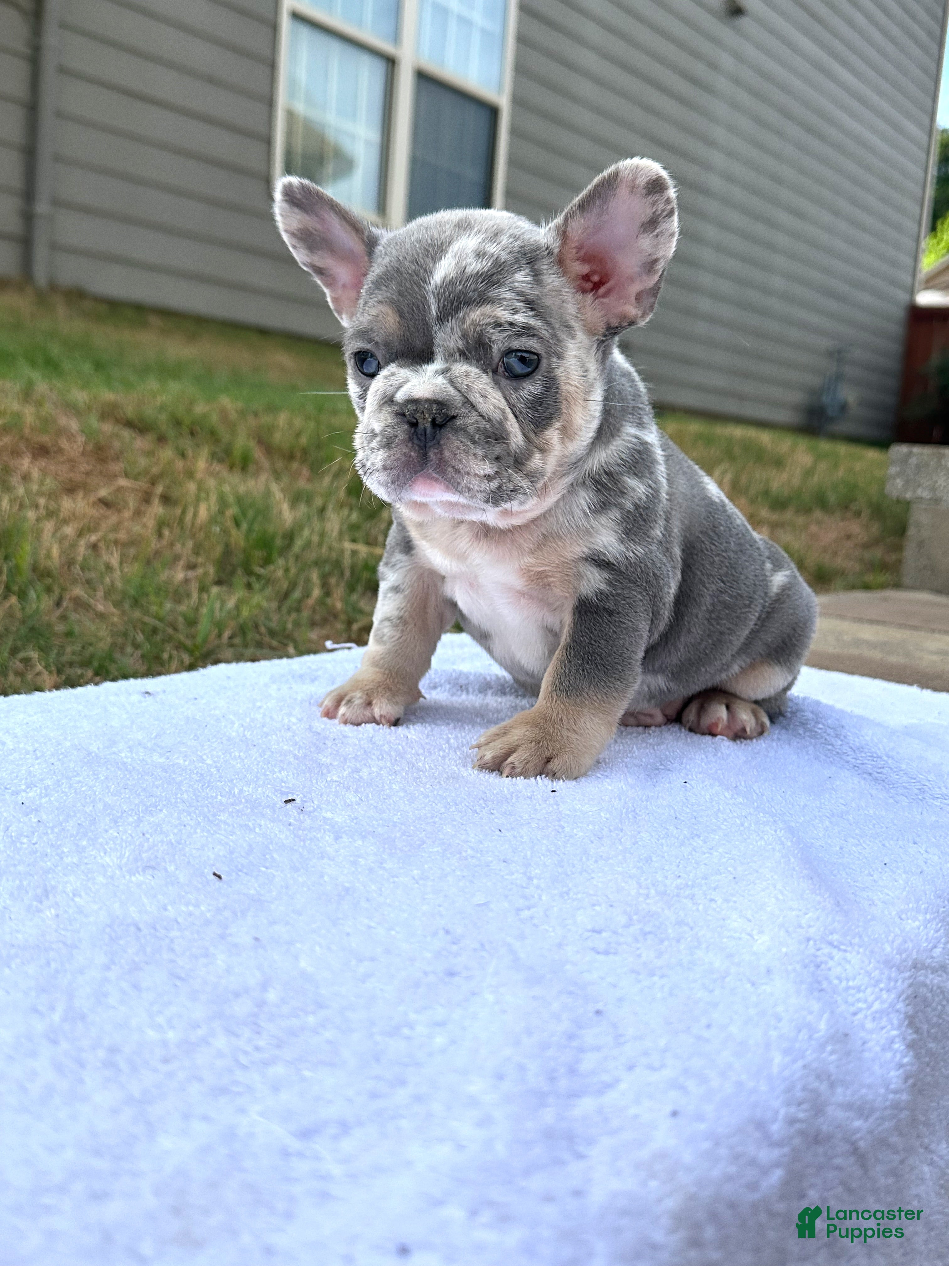 French Bulldog dogs French Bulldog Puppy 3 - Ad 1