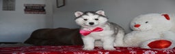 Siberian Husky dogs for sale: Lola - Ad 3