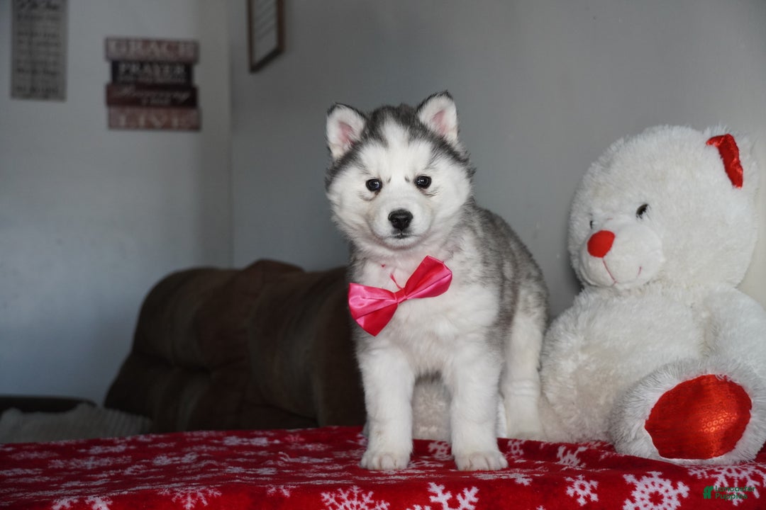 Siberian Husky dogs for sale: Lola - Ad 3