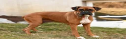 Boxer dogs for sale: Snoopy - Ad 6
