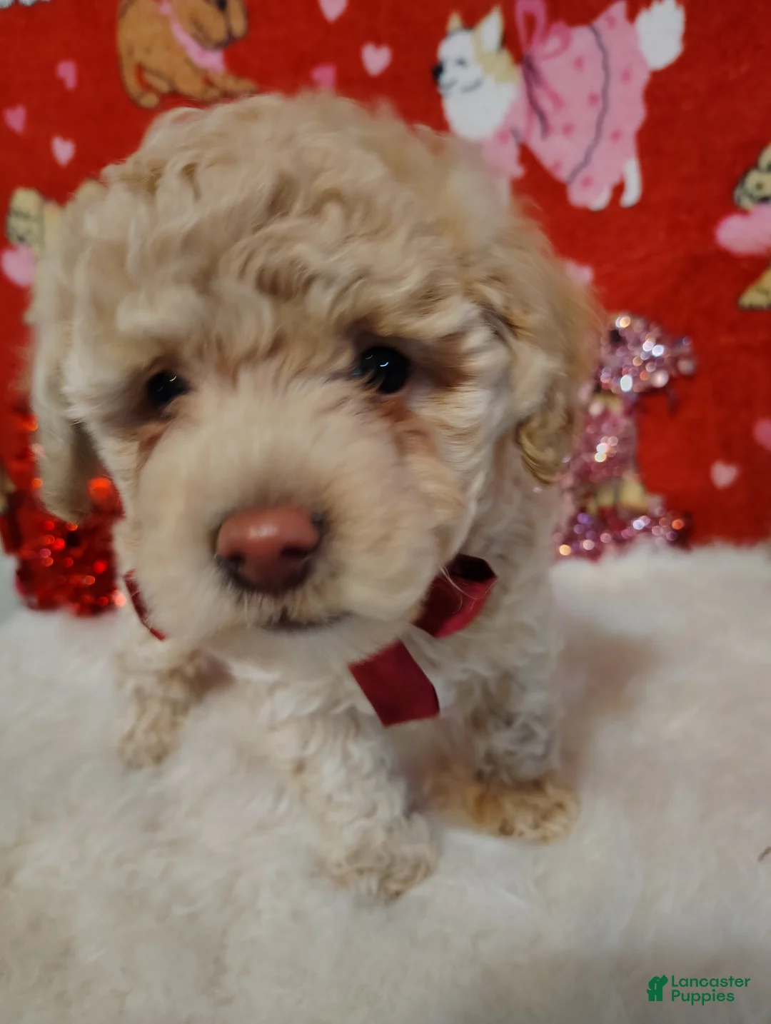 Toy Poodle dogs for sale: Prince - Ad 5