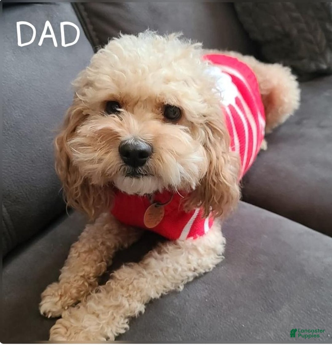 Cockapoo dogs for sale: Kanga - Ad 3