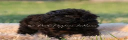 Toy Poodle dogs for sale: Onyx AKC - Ad 4