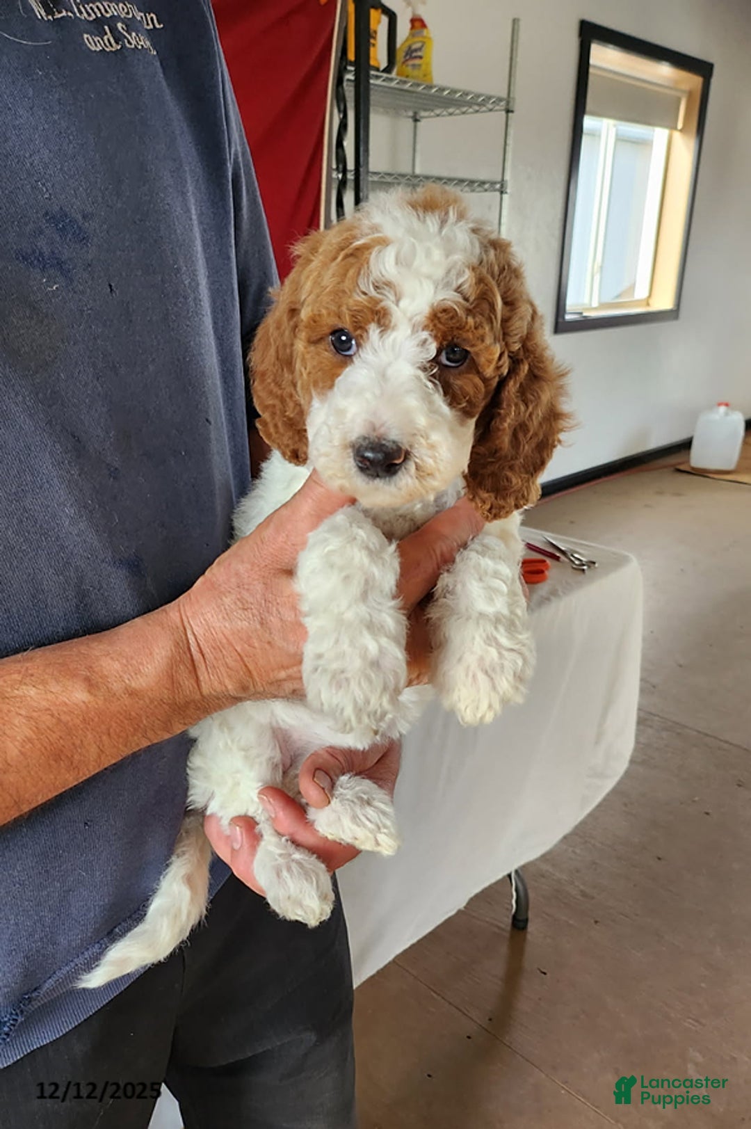 Goldendoodle dogs for sale: Heidi - Ad 3