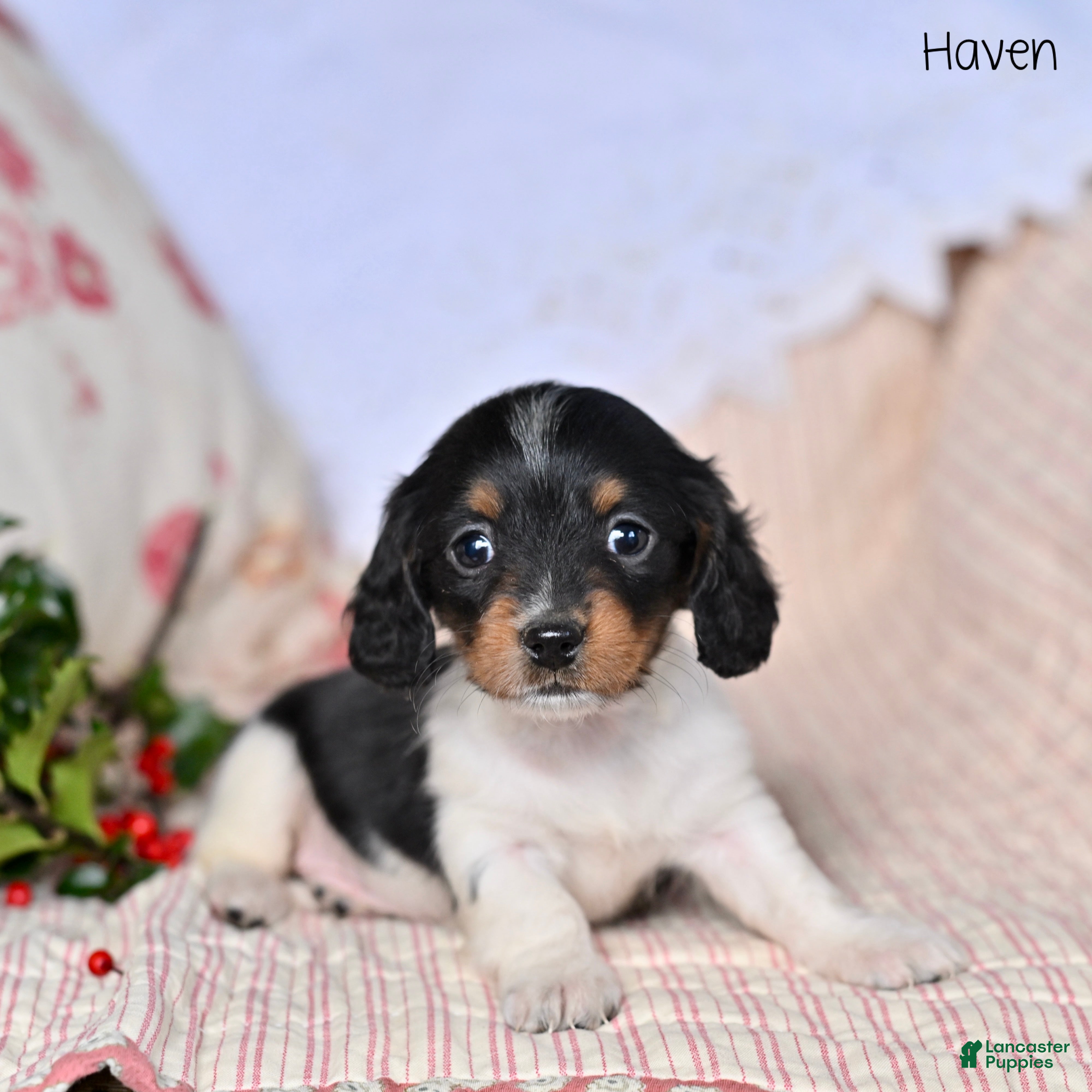 Miniature Dachshund dogs Haven - Ad 13