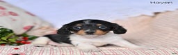 Miniature Dachshund dogs for sale: Haven - Ad 1