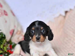 Miniature Dachshund dogs Haven - Ad 32