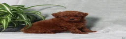 Miniature Poodle dogs for sale: Zander - Ad 5