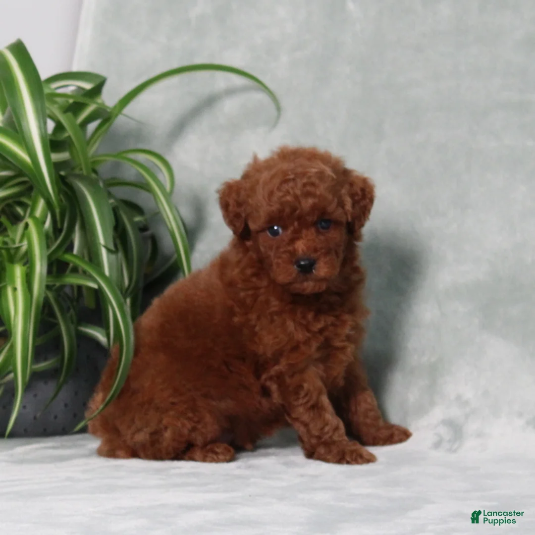 Miniature Poodle dogs for sale: Zander - Ad 5